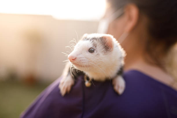 Photo session with child and ferret at garden