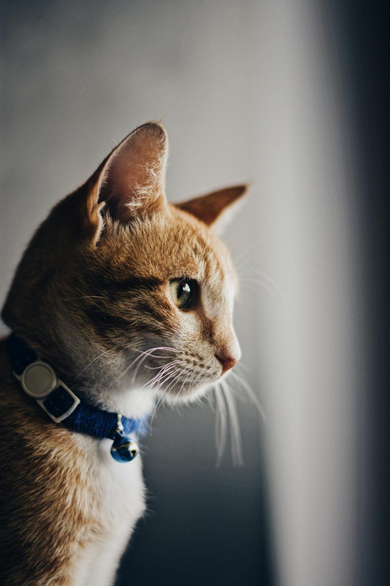 It is not very difficult to take care of cats, as long as you pay attention to them. | Alex Nicolopoulos, Unsplash